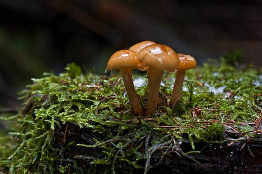 Mushroom family with lodger