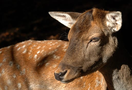 Fallow deer
