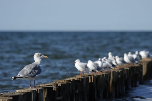 Seagulls