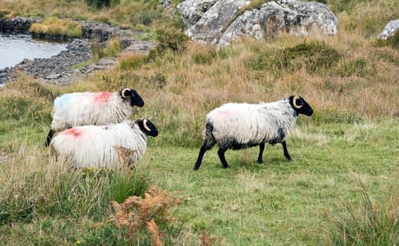 Irish Sheep (Blackface)