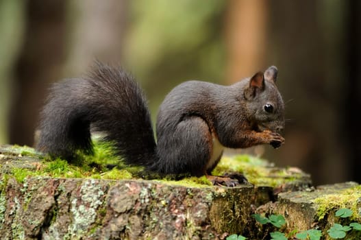 Squirrel II