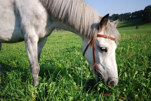 Riding pony