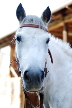Riding pony