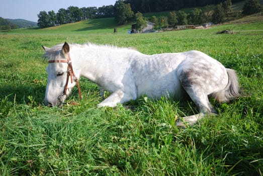 Riding pony