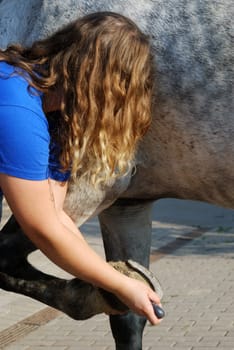 Horse Care