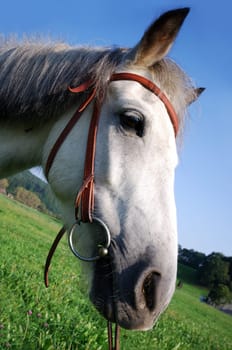 Riding pony