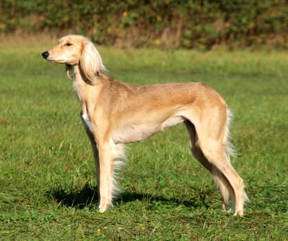 Saluki in profile