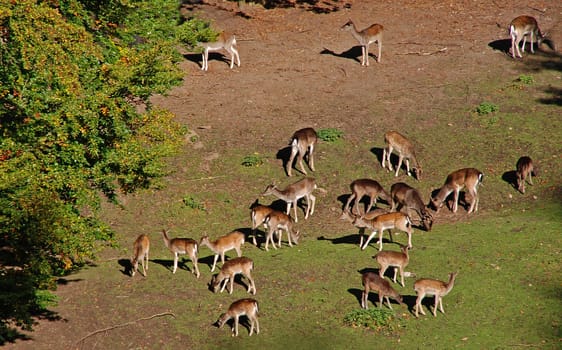 Deer
