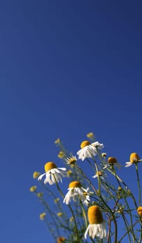 Blooming Autumn