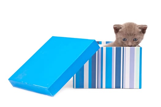 Box with kitten