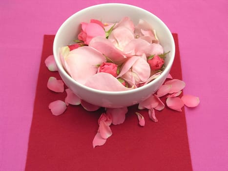 Roses in a white porcelain bowl on a red background