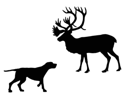Pointing dog meets caribou