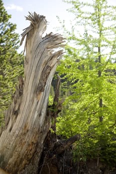 Tree trunk