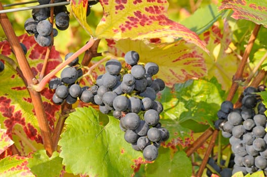 Grapes