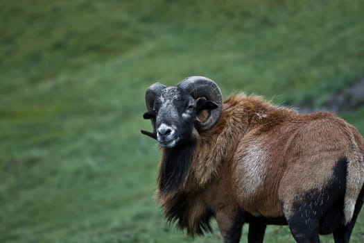 Wild sheep