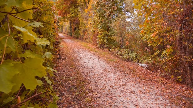 Autumn Way