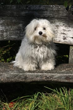 Oskar