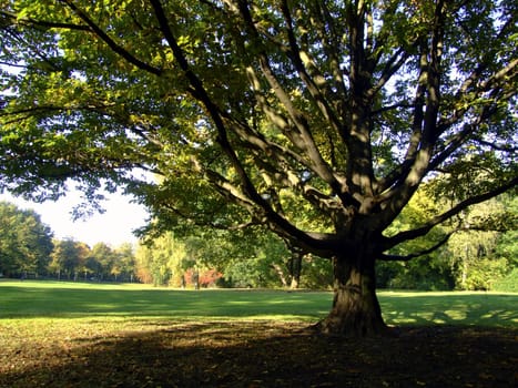Tree in the park