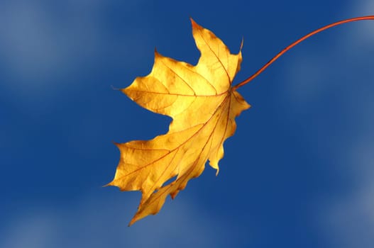 Maple leaf