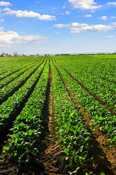 Rows of turnip plants in a field