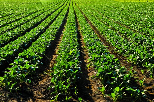 Rows of turnip plants in a field