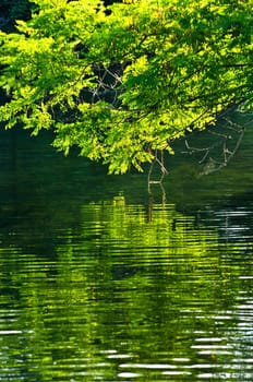 Green reflections in water