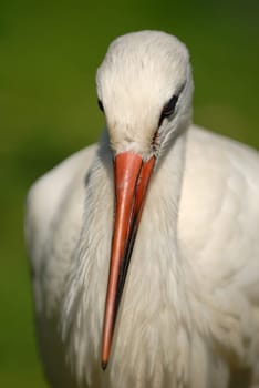 The Stork