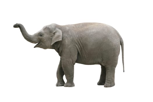 Elephant wd214