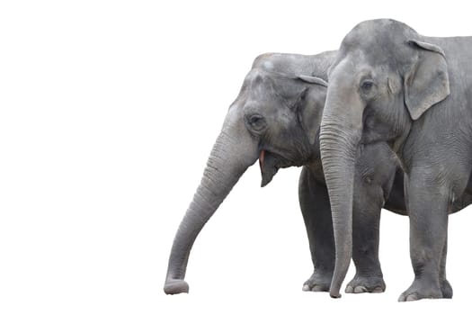 Elephant wd217