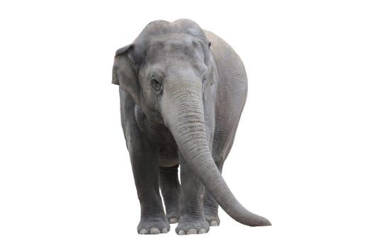 Elephant wd218