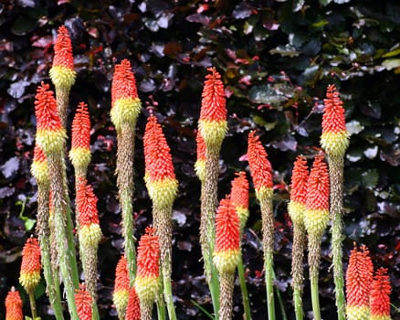 Long Flowers
