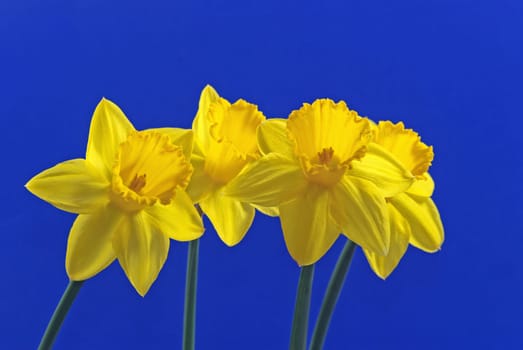 Daffodils against blue background