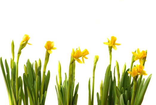 Daffodils