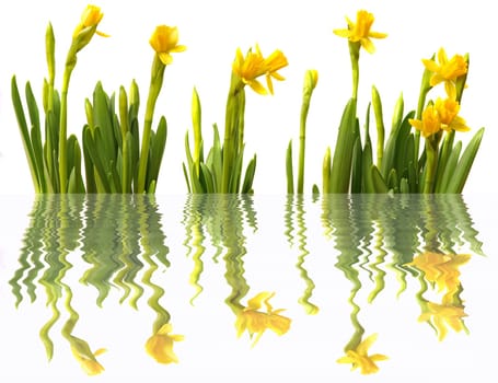 Daffodils mirrored