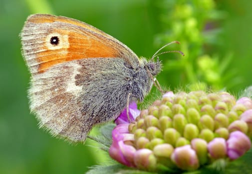 Maniola jurtinia