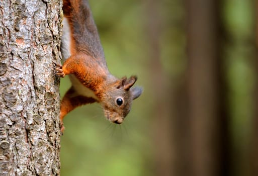 Squirrel