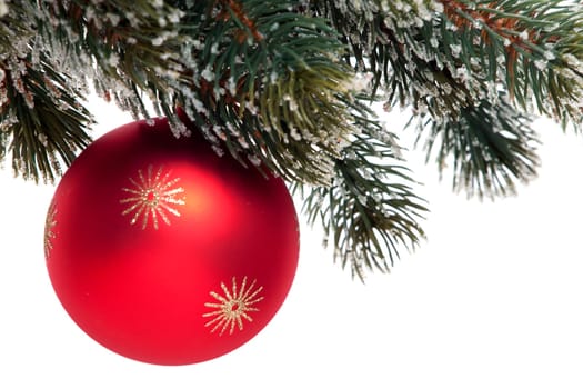 red Christmas ornament on fir branch
