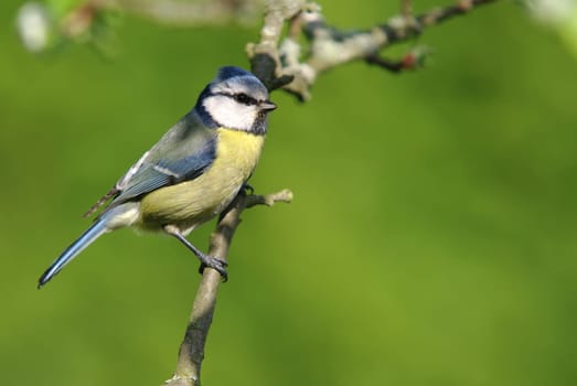 Blue in apple tree