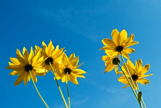 Sunflowers in front of blue sky
