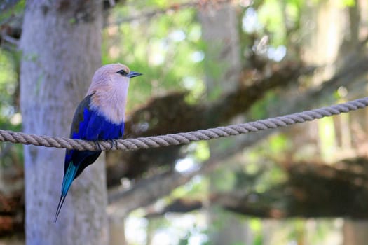 Bird on Rope