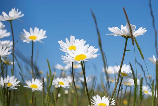 Daisy