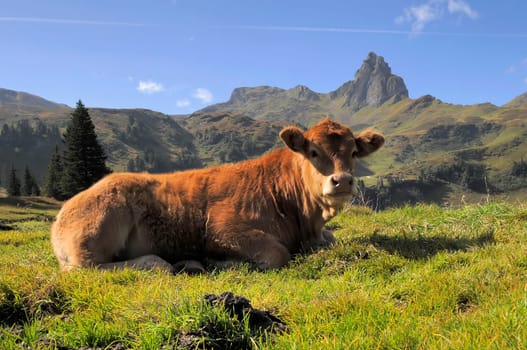 Alpine cow