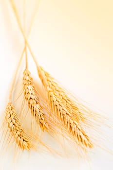 Wheat ears