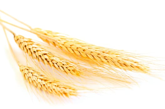 Isolated wheat ears