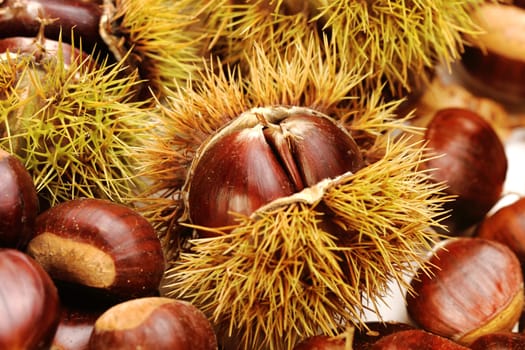 chestnut background