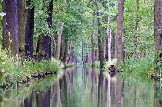 View from the boat into the Spreewald