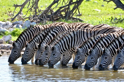 Drinking Zebras