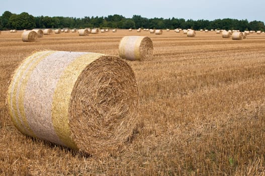 Wheat field after harvest