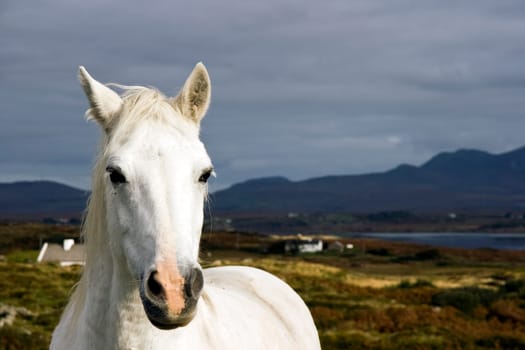 Connemora Pony
