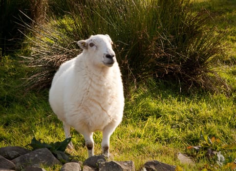 Welsh lamb in verdant meadow